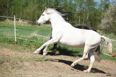 Şaşırtıcı beyaz Endülüs mare