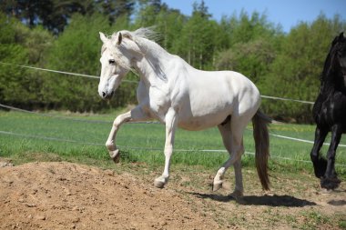 Şaşırtıcı beyaz Endülüs mare