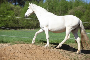 Şaşırtıcı beyaz Endülüs mare