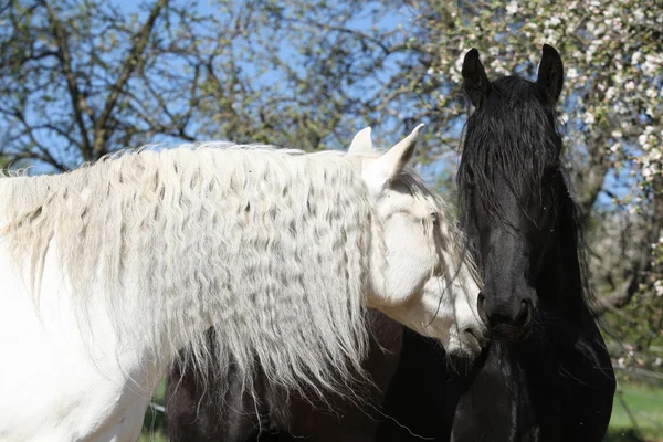 Cheval andalou blanc avec cheval frisé noir — Photo