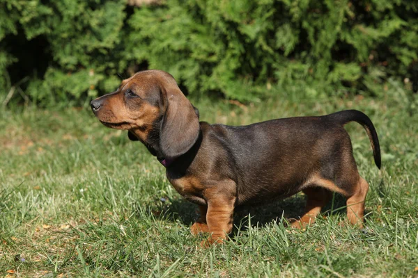 Chiot de teckel dans le jardin — Photo