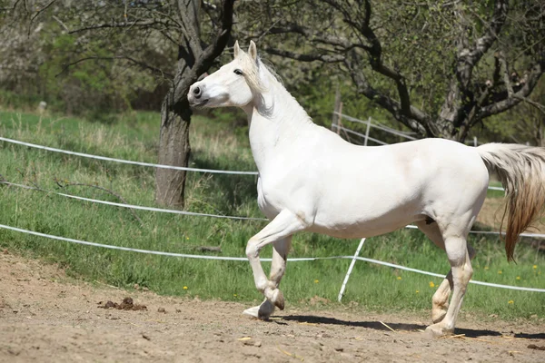 Incredibile giumenta andalusa bianca — Foto Stock