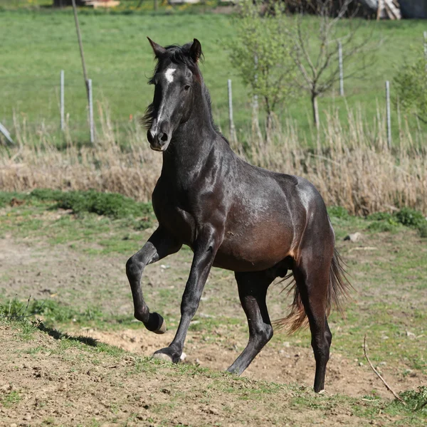 Jonge Andalusische hengst uitgevoerd — Stockfoto