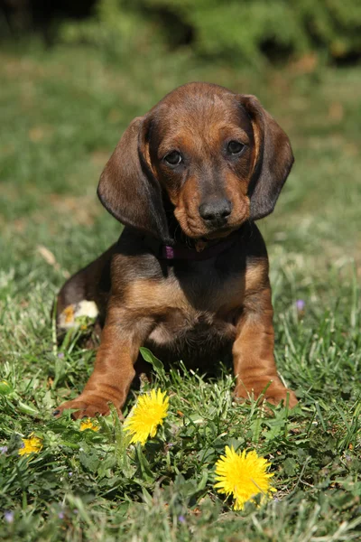 Adorável cachorro Dachshund sentado no jardim — Fotografia de Stock