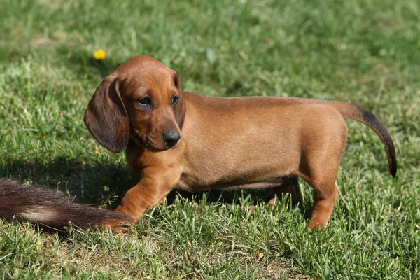 Teckel puppy in de tuin — Stockfoto