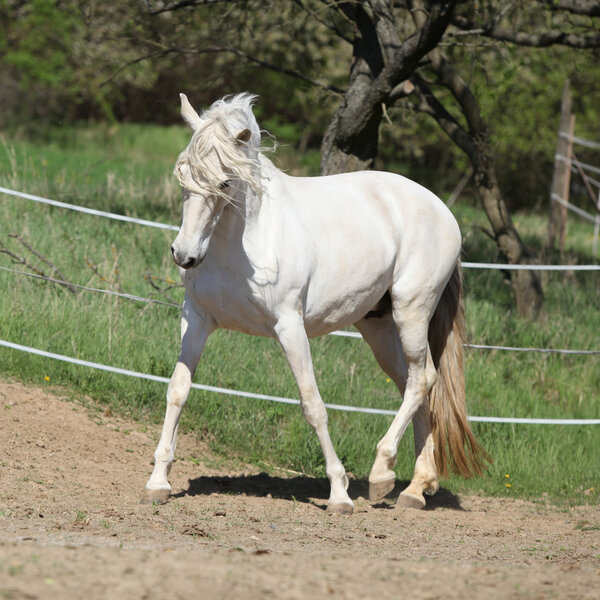 Удивительная белая андалузская кобыла
