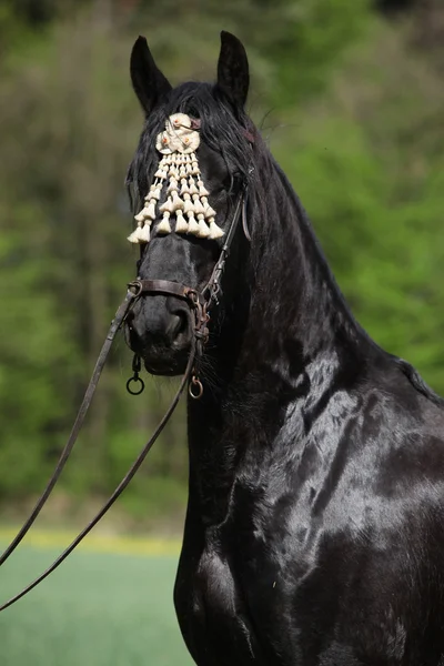 Black friesian mare in spring — Stock Photo, Image