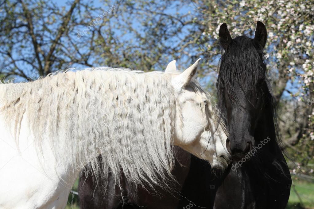 White andalusian horse with black friesian horse