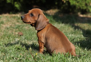 Bahçede oturma sevimli Dachshund Köpek yavrusu