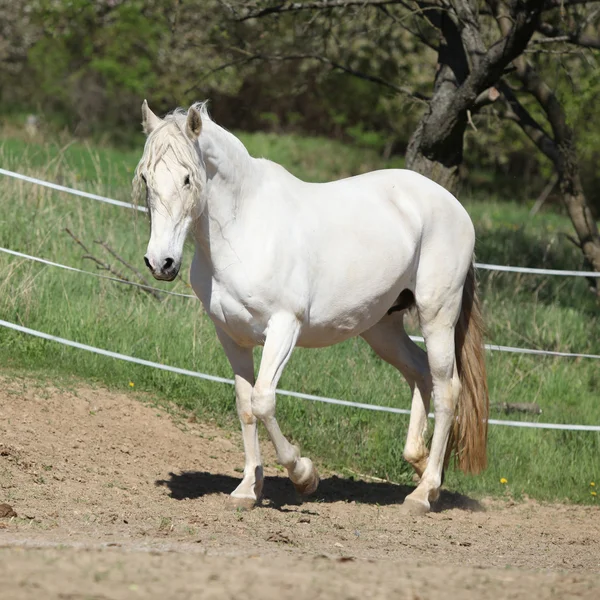 Amazing white andalusian mare — Stock Photo, Image