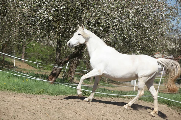 Increíble yegua andaluza blanca — Foto de Stock