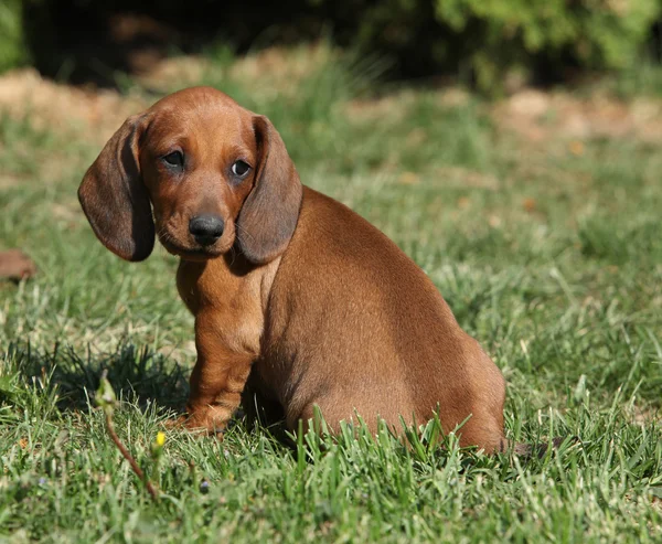 Adorabile cucciolo di bassotto seduto in giardino — Foto Stock