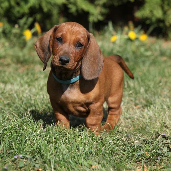 Teckel puppy in de tuin — Stockfoto