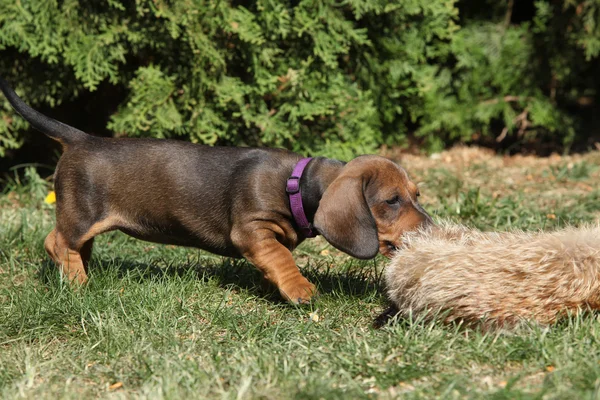 Hermoso cachorro Dachshund en el jardín — Foto de Stock