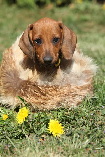 Schattig teckel pup zitten in de tuin — Stockfoto
