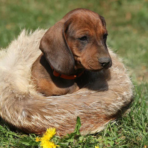 Adorabile cucciolo di bassotto seduto in giardino — Foto Stock