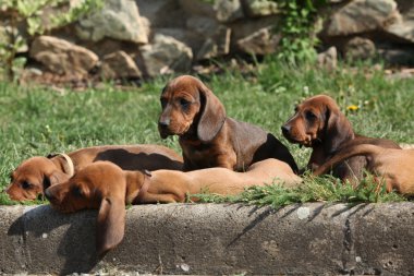 Bahçede döşeme güzel Dachshund kukla