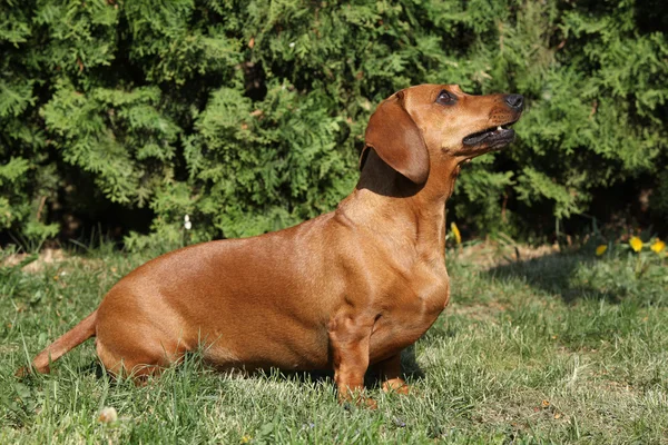 Beau teckel dans le jardin — Photo