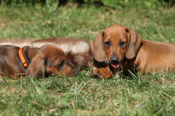 两个惊人的腊肠犬小狗躺在花园里 — 图库照片