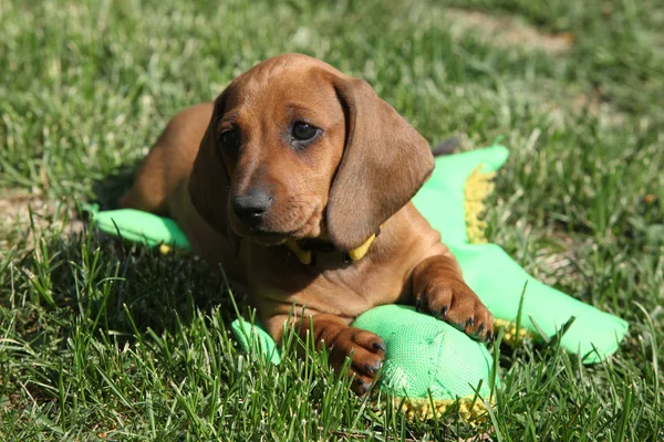 Increíble cachorro Dachshund tendido en el jardín — Foto de Stock