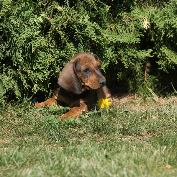 驚くべきのダックスフンド子犬を庭に敷設 — ストック写真