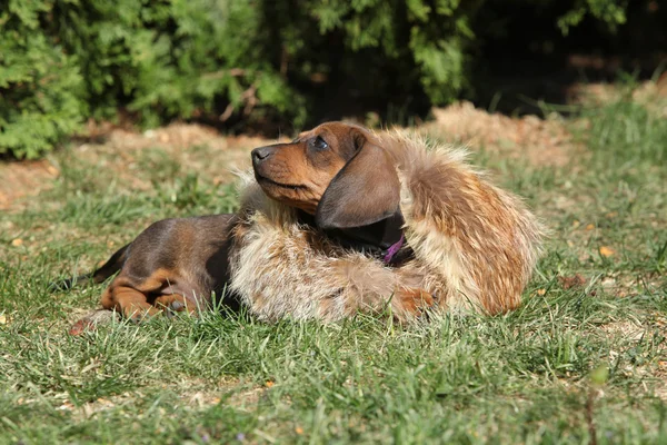 Bahçede döşeme şaşırtıcı Dachshund Köpek yavrusu — Stok fotoğraf