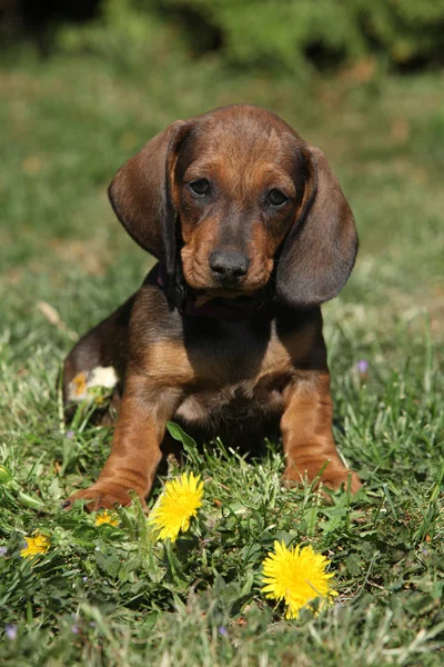 Adorable Dachshund puppy sitting in the garden — Stock Photo, Image