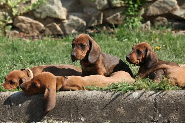 Bahçede döşeme güzel Dachshund kukla — Stok fotoğraf