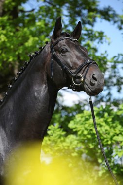 Şaşırtıcı siyah Hollandalı warmblood Sarı çiçekli