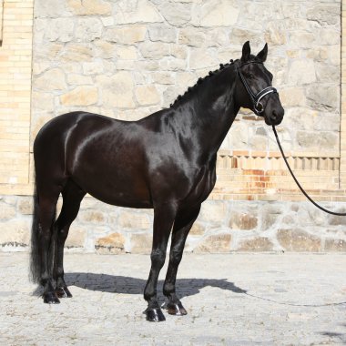 Güzel siyah Hollandalı warmblood at başlığı ile