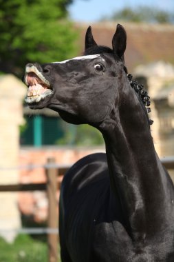 Flehming Hollandalı warmblood