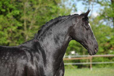 Şaşırtıcı siyah Hollandalı warmblood çalışan