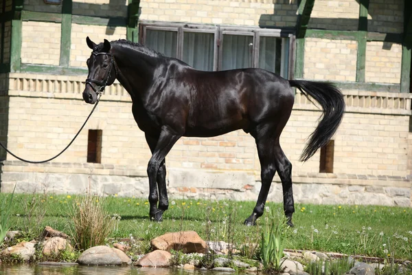 Beautiful black dutch warmblood with bridle in front of stone wall — Stock Image Beautiful black dutch warmblood with bridle — Stock Photo, Image