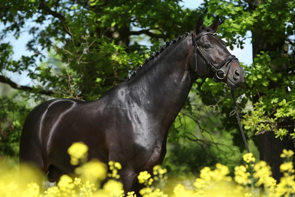 令人惊奇黑色荷兰马匹与黄色的花朵 — 图库照片