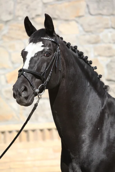 Piękny czarny holenderski koń gorącokrwisty z uzda — Zdjęcie stockowe