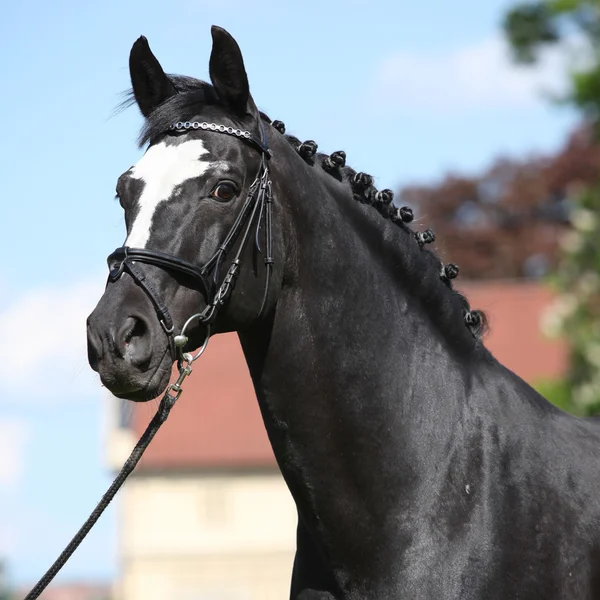 Güzel siyah Hollandalı warmblood at başlığı ile — Stok fotoğraf