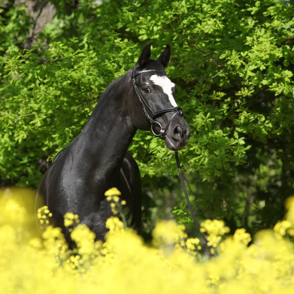 Amazing black dutch warmblood with yellow flowers — Stock Photo, Image