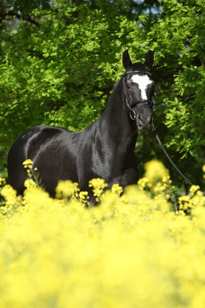 Amazing black dutch warmblood with yellow flowers — Stock Photo, Image