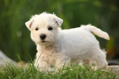 Amazing puppy of Welsh Highland White terrier, playing in the garden