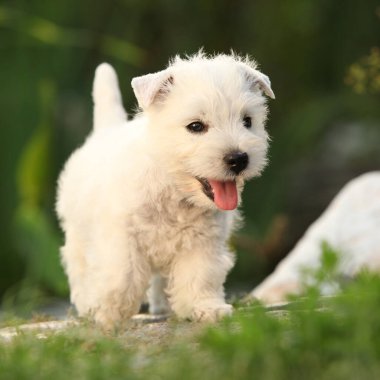 Amazing puppy of Welsh Highland White terrier, playing in the garden