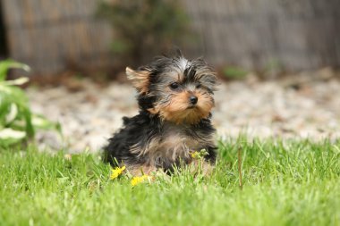 Yorkshire Terrier bahçesinde muhteşem köpek yavrusu