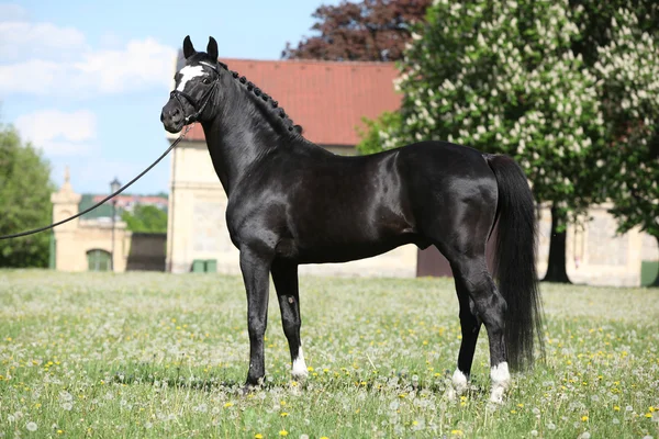 Nice black dutch warmblood standing with bridle — Stock Image Nice black dutch warmblood with bridle — Stock Photo, Image