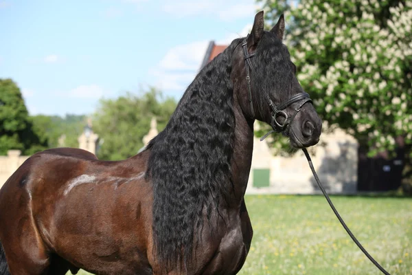 Friesian 말 서 잔디에 — 스톡 사진