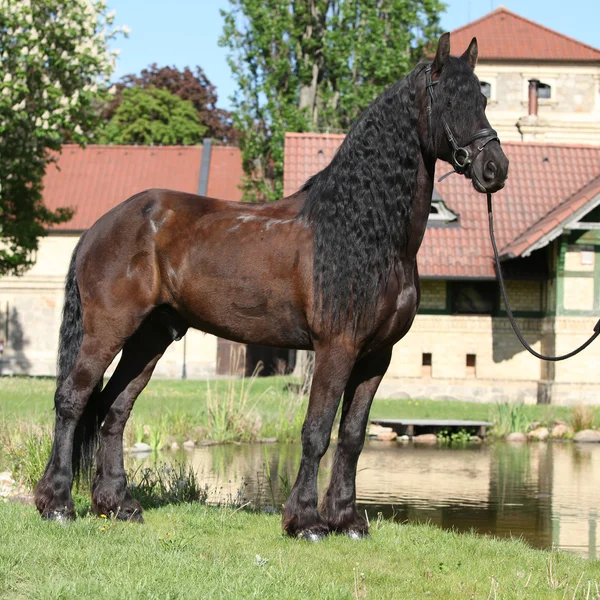 Cavalo frísio em pé sobre a grama — Fotografia de Stock