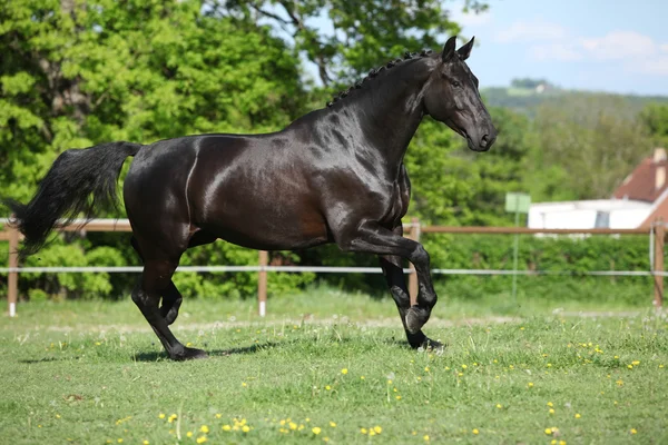 令人惊异的黑色荷兰马匹运行 — 图库照片