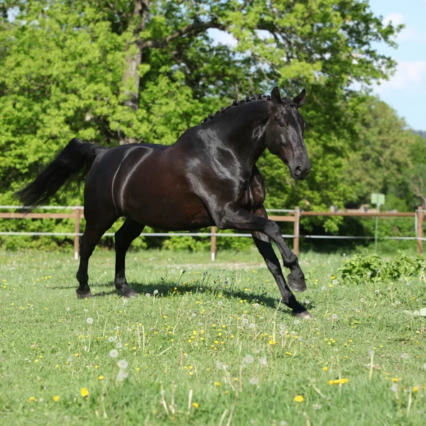 Şaşırtıcı siyah Hollandalı warmblood çalışan — Stok fotoğraf