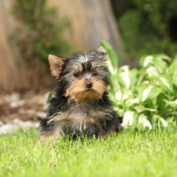 Yorkshire Terrier bahçesinde muhteşem köpek yavrusu — Stok fotoğraf