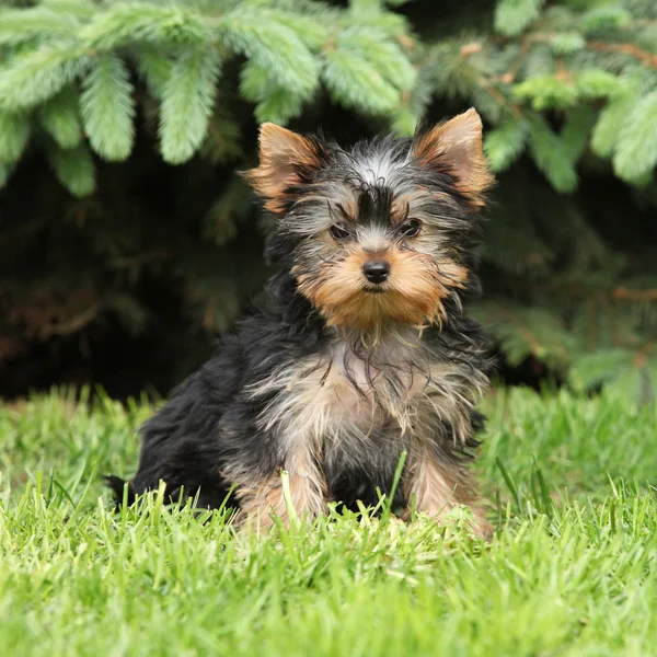 Yorkshire Terrier bahçesinde muhteşem köpek yavrusu — Stok fotoğraf