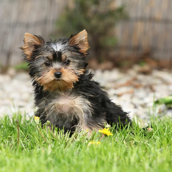 Wunderschöner Welpe von Yorkshire Terrier im Garten — Stockfoto