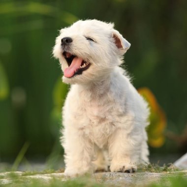 Amazing puppy of Welsh Highland White terrier, playing in the garden